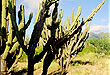 Reserva de la Biosfera - La ruta de los Cactus