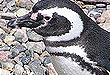 Pingüinera Punta Tombo 