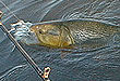 Pesca